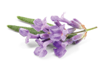 lavander-scent.png